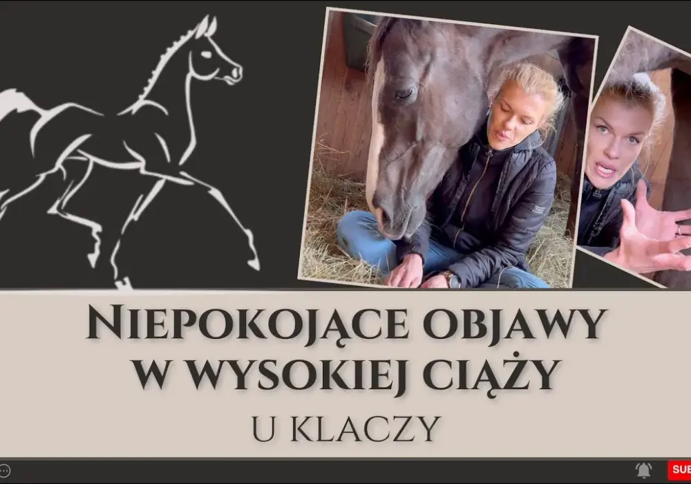 Jak rozpoznać ciążę u konia - objawy, które mogą cię zaskoczyć